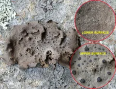 Emery Rocktripe Lichen thumbnail 4