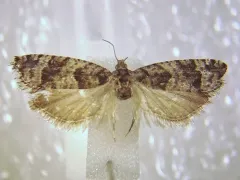 Pseudexentera maracana thumbnail 3