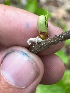 Coleophora persimplexella thumbnail 1