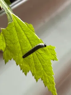 Raspberry Sawfly thumbnail 3