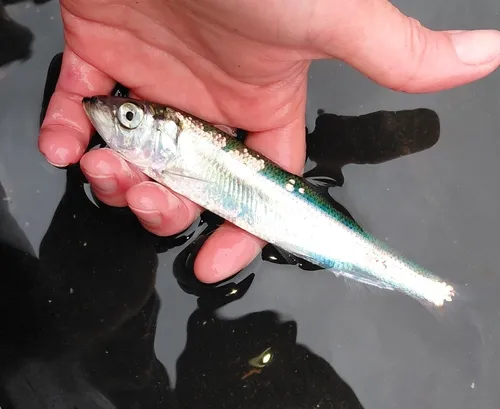 Atlantic Herring