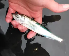 Atlantic Herring thumbnail 1