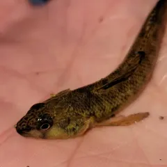 Northern Tessellated Darter thumbnail 3