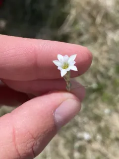 Fremont's gentian thumbnail 3
