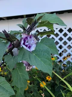 metel devil's trumpet thumbnail 3