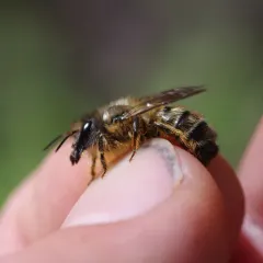 Taurus Mason Bee thumbnail 4
