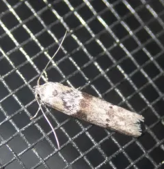Acorn Moth thumbnail 4