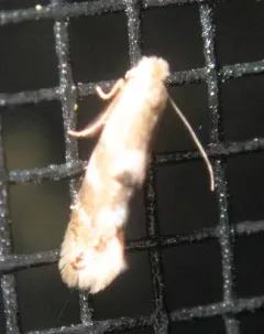 Crowned Bucculatrix Moth thumbnail 3