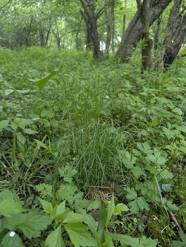 Wood Meadow-grass