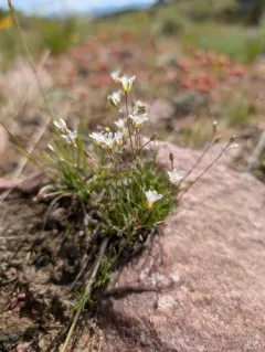 King’s Sandwort thumbnail 4