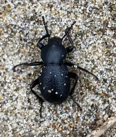 Eleodes scabrosa thumbnail 4