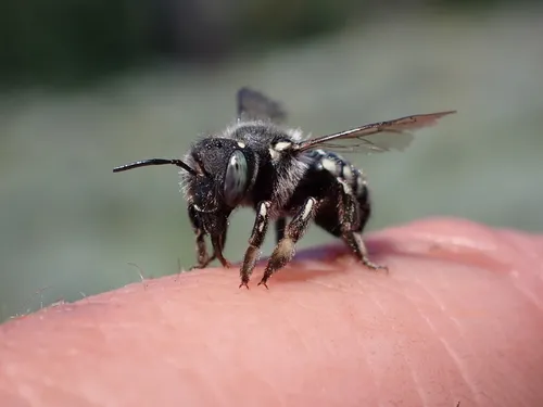 Anthidium atrifrons
