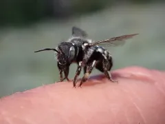 Anthidium atrifrons thumbnail 1
