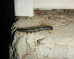 Dimorphic Springtail thumbnail 4