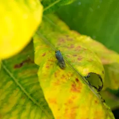 Coppery Leafhopper thumbnail 1