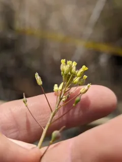 littlepod false flax thumbnail 3
