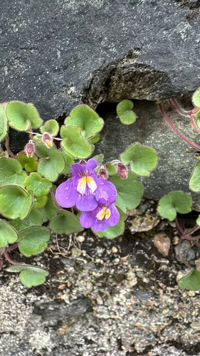 Italian Toadflax
