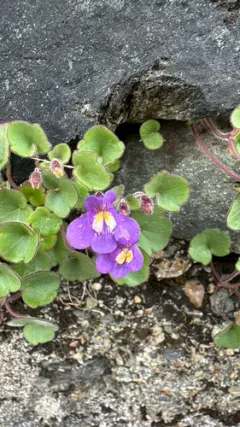 Italian Toadflax thumbnail 1