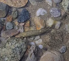 Striped Killifish thumbnail 4