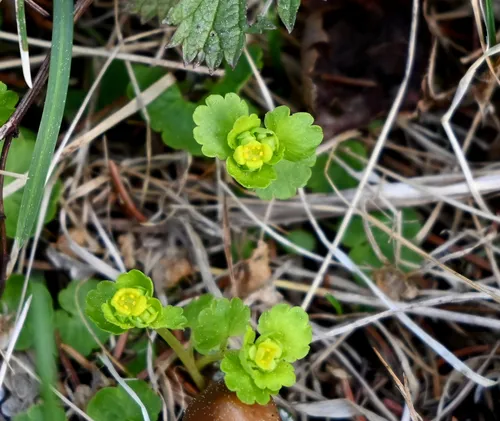 Iowa Golden-saxifrage