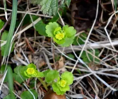 Iowa Golden-saxifrage thumbnail 1