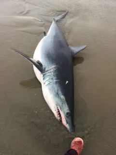 Shortfin Mako thumbnail 4