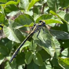Pacific Clubtail thumbnail 3