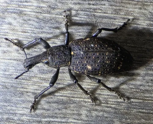 Plinthodes taeniatus