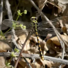 Sinuous Snaketail thumbnail 3