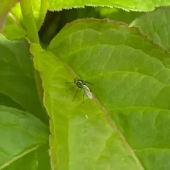 Condylostylus nigrofemoratus thumbnail 1