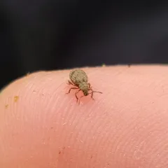 Hair-banded Broad-nosed Weevil thumbnail 4