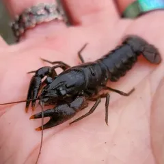 Allegheny Crayfish thumbnail 3