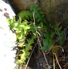 Alaska Dandelion thumbnail 2