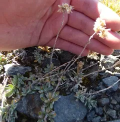 Alpine Pussytoes thumbnail 2