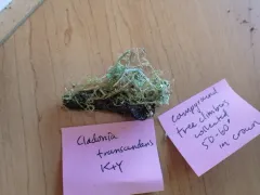 Cladonia transcendens thumbnail 2