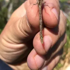 Lancet Clubtail thumbnail 2