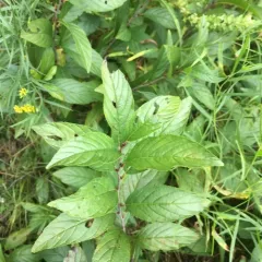 Alderleaf Buckthorn thumbnail 2