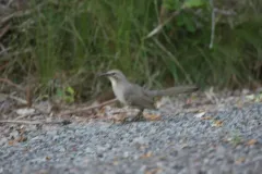 California Thrasher thumbnail 2