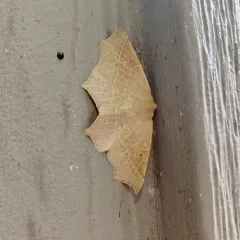 Tetracis cervinaria thumbnail 3