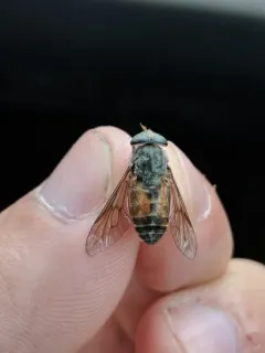 Epistate Horse Fly thumbnail 2