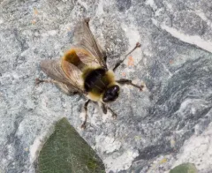 Reindeer Warble Fly thumbnail 4