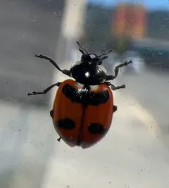 American Five-spotted Lady Beetle thumbnail 3