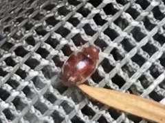 Scymnus difficilis thumbnail 2