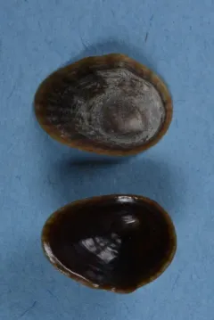 Carpenter's False Limpet thumbnail 3