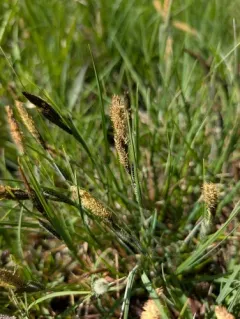 smooth black sedge thumbnail 4