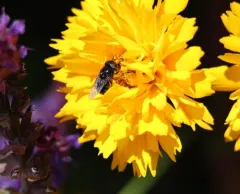 Comstock's Bromeliad Fly thumbnail 1