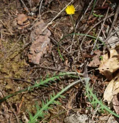 spearleaf agoseris thumbnail 4