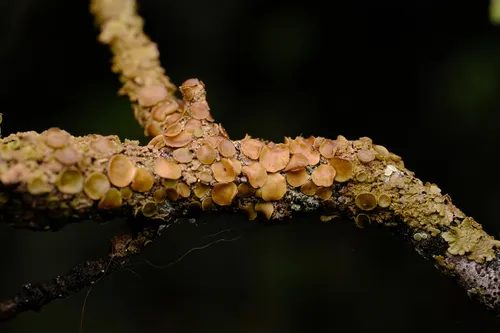 Many-spored Camouflage Lichen