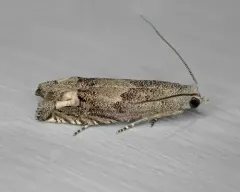 Minute Ragweed Borer thumbnail 4
