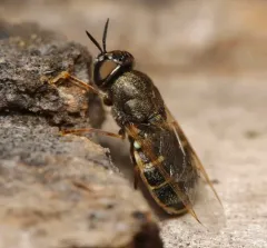 Odontomyia pubescens thumbnail 4